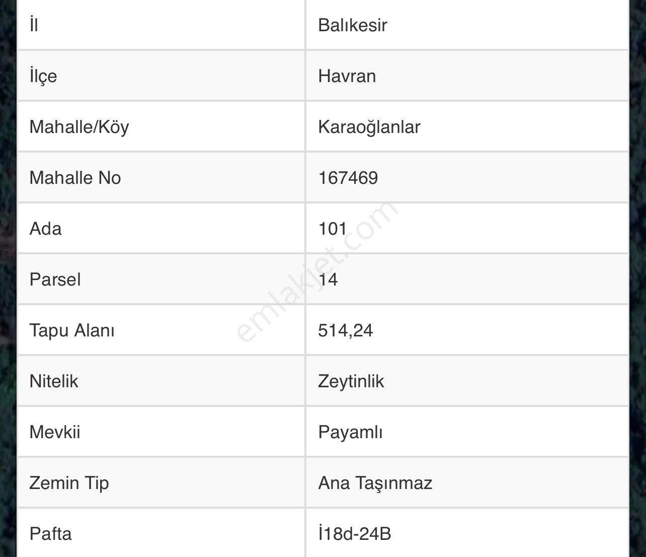 Havran Karaoğlanlar’da Araç Takaslı 515 M² Zeytinlik - Görsel 3