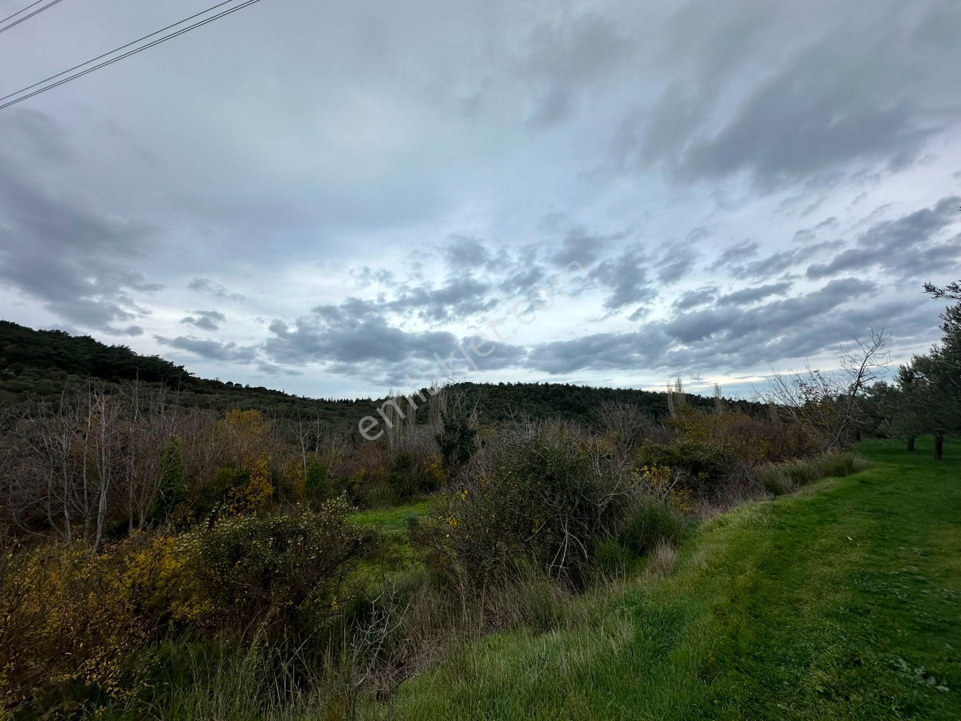 Bergama Koyunderede Satılık Tek Tapu 707 M2 Bahçe - Görsel 14