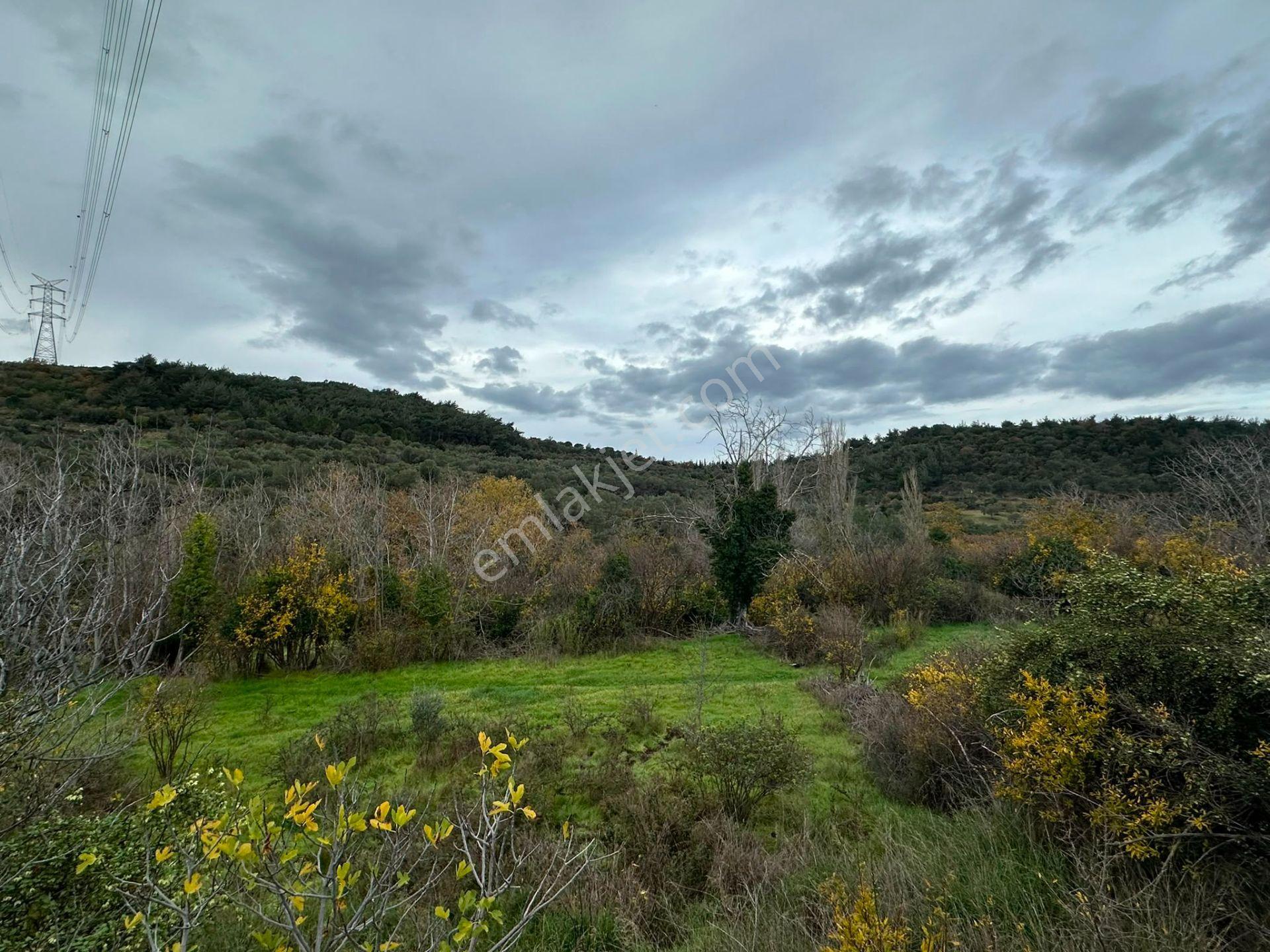 Bergama Koyunderede Satılık Tek Tapu 707 M2 Bahçe - Görsel 8