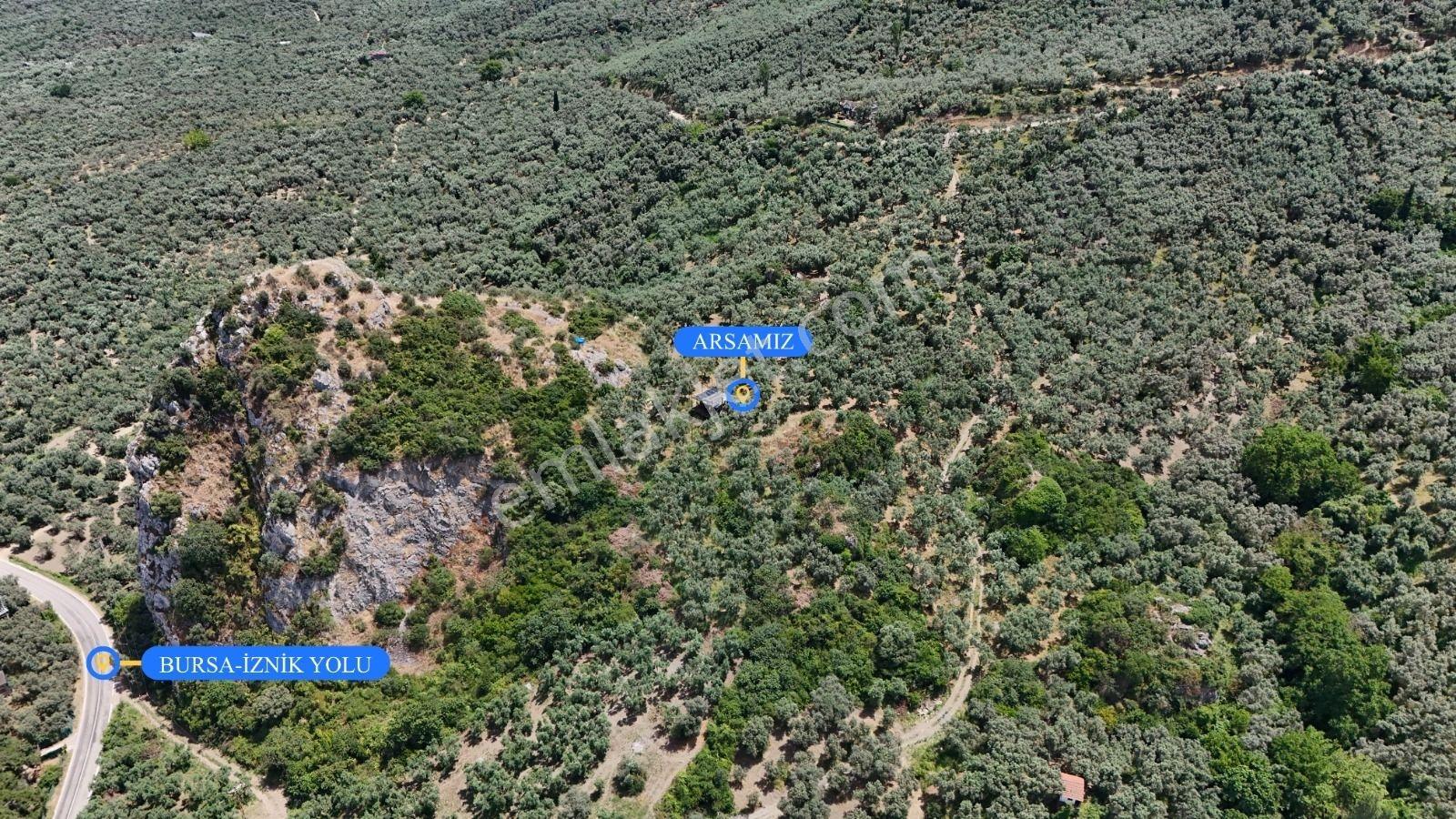 İznik Müşküle Köyünde Muhteşem Göl Manzaralı Zeytinlik - Görsel 6