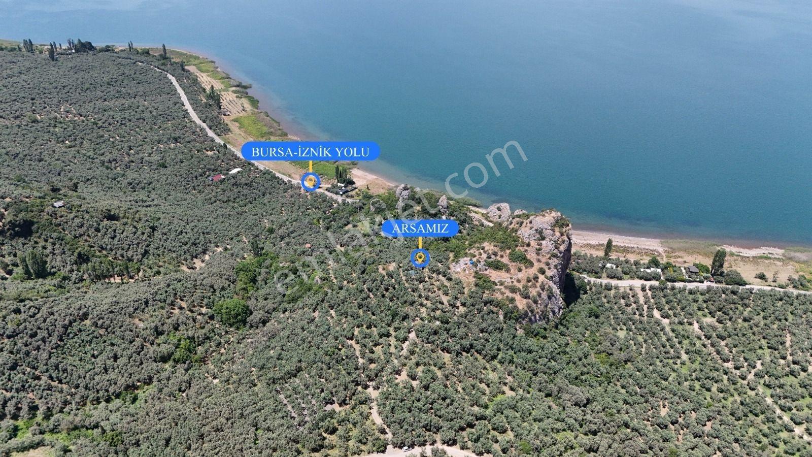 İznik Müşküle Köyünde Muhteşem Göl Manzaralı Zeytinlik - Görsel 8