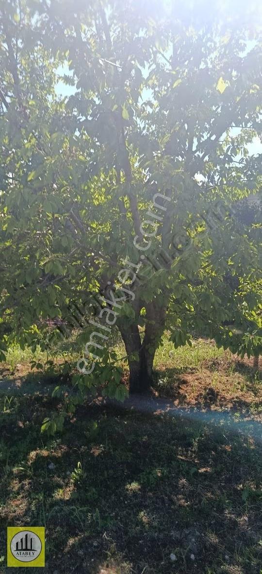 Denizli Honaz Emirazizli Satılık Bahçe - Görsel 6