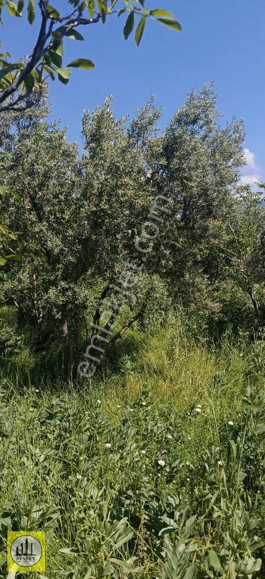 Denizli Honaz Emirazizli Satılık Bahçe - Görsel 9