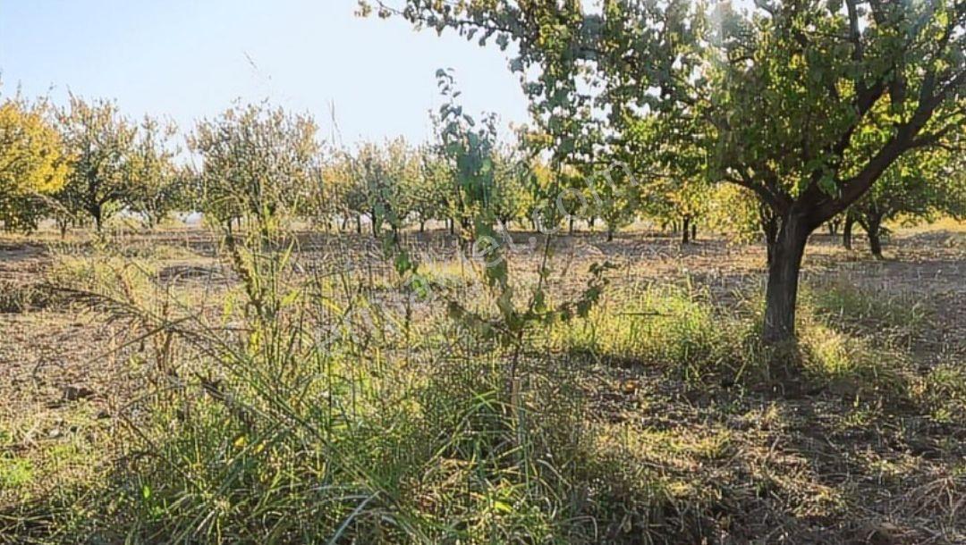 Balıkesir 11 Dönüm. 383 Mk Tektapu Resmi Yollu - Görsel 10