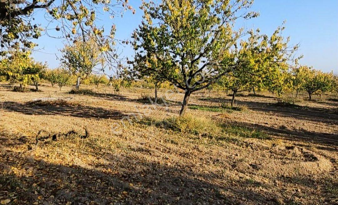 Balıkesir 11 Dönüm. 383 Mk Tektapu Resmi Yollu - Görsel 15