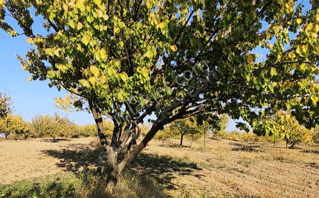 Balıkesir 11 Dönüm. 383 Mk Tektapu Resmi Yollu - Görsel 13
