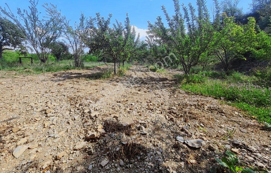 Balıkesir 11 Dönüm. 383 Mk Tektapu Resmi Yollu - Görsel 6