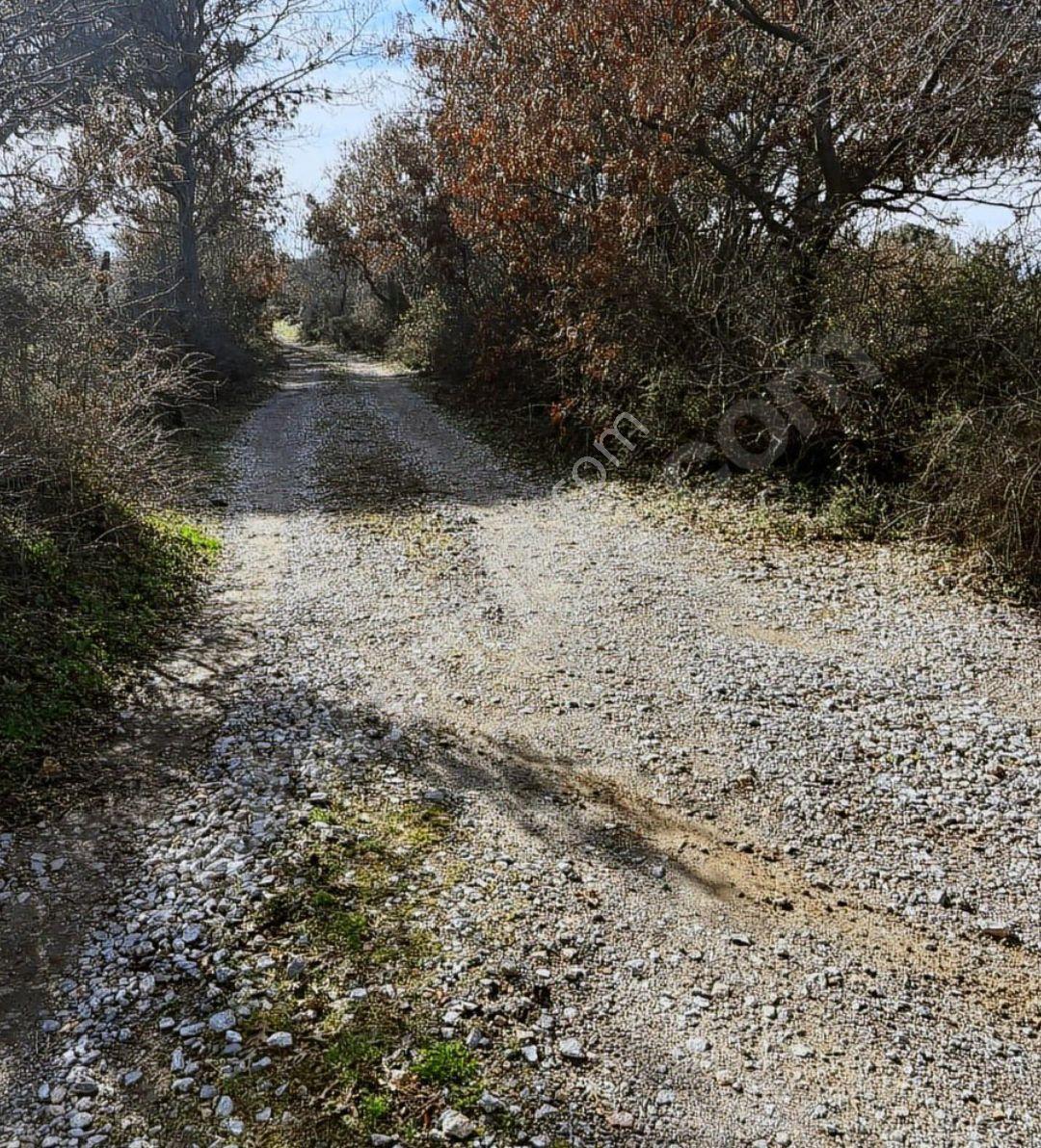Balıkesir 11 Dönüm. 383 Mk Tektapu Resmi Yollu - Görsel 14