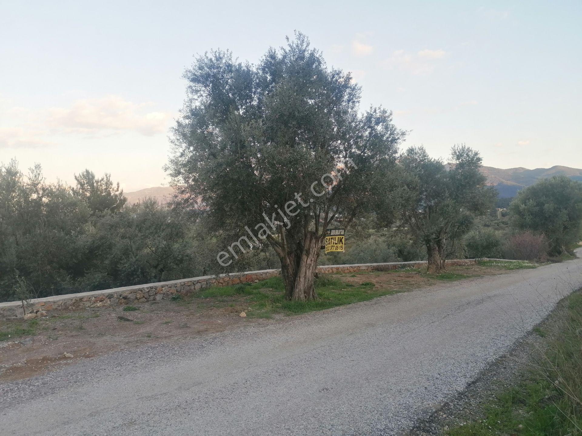 Kemalpaşanın Merkezine Yakın Tek Tapu 600m2 Satılık Bahçe - Görsel 10
