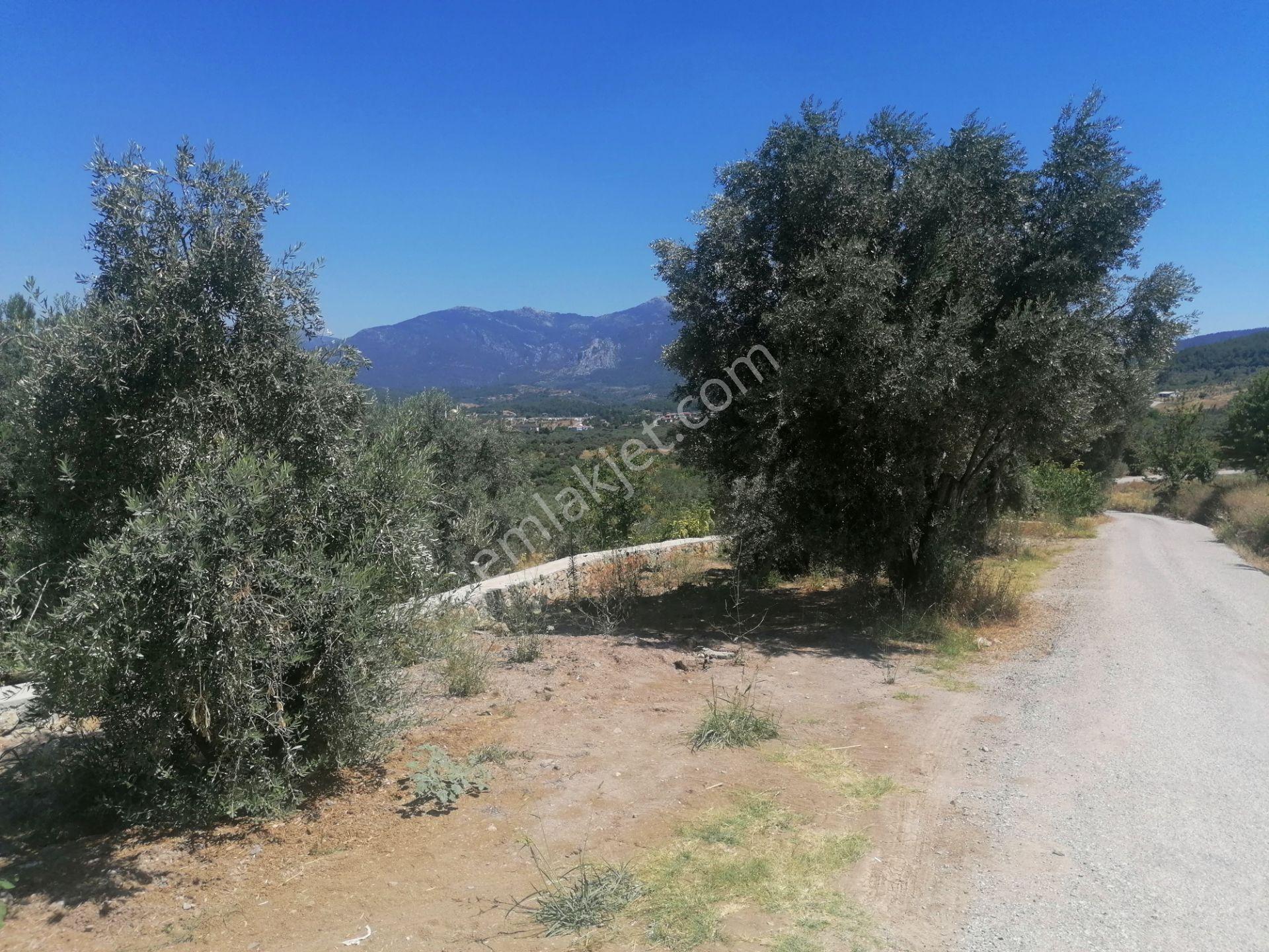 Kemalpaşanın Merkezine Yakın Tek Tapu 600m2 Satılık Bahçe - Görsel 8