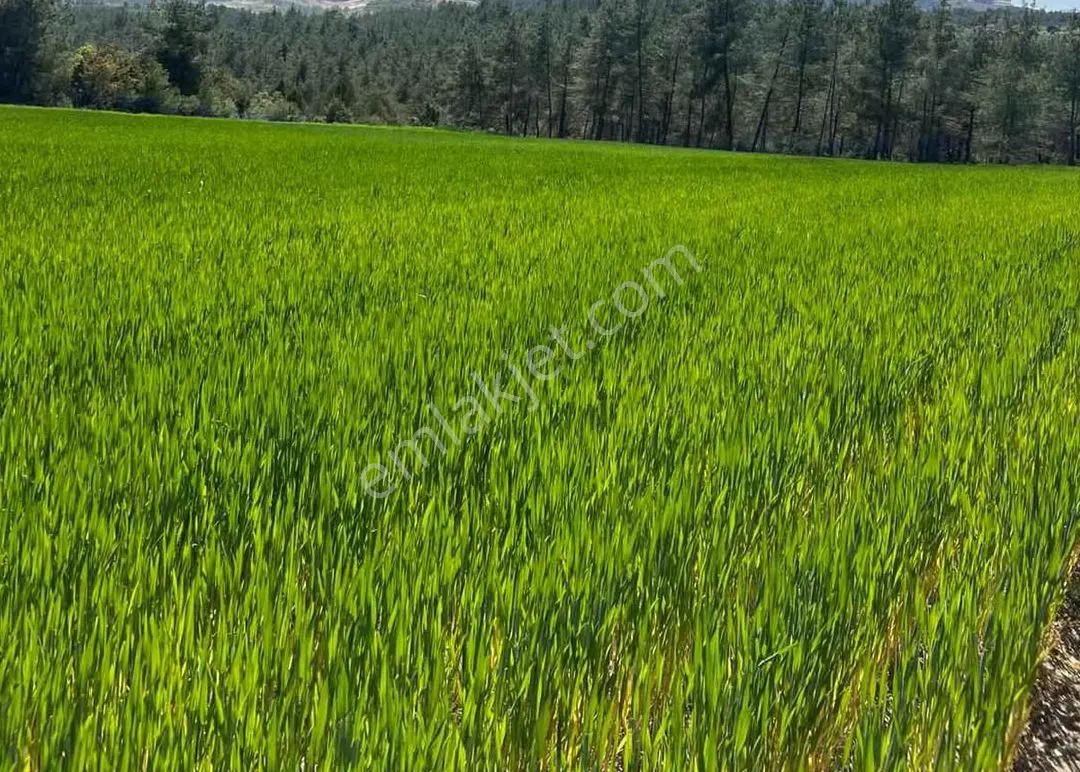 Balıkesir 12 Dönüm Tek Tapu Resmi Yollu Satılık Tarla - Görsel 5