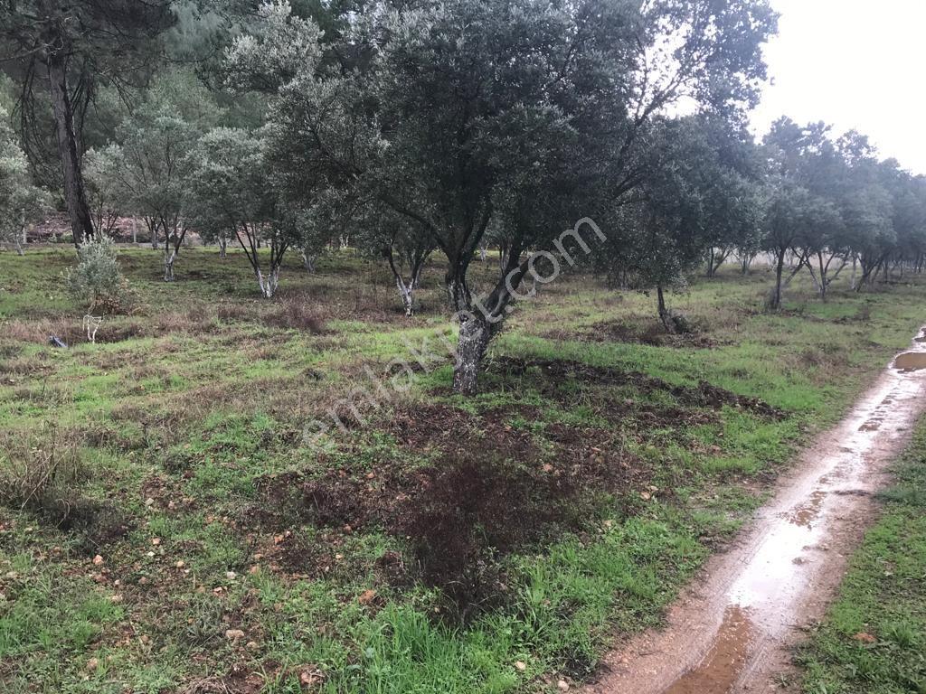 Kuşadası Yeniköy'de Doğa İle İç İçe Deniz Manzaralı Çiftlik - Görsel 24