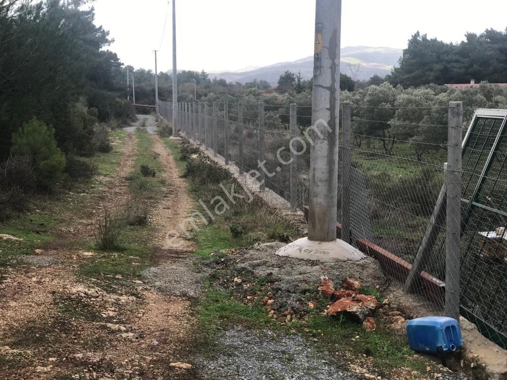 Kuşadası Yeniköy'de Doğa İle İç İçe Deniz Manzaralı Çiftlik - Görsel 34