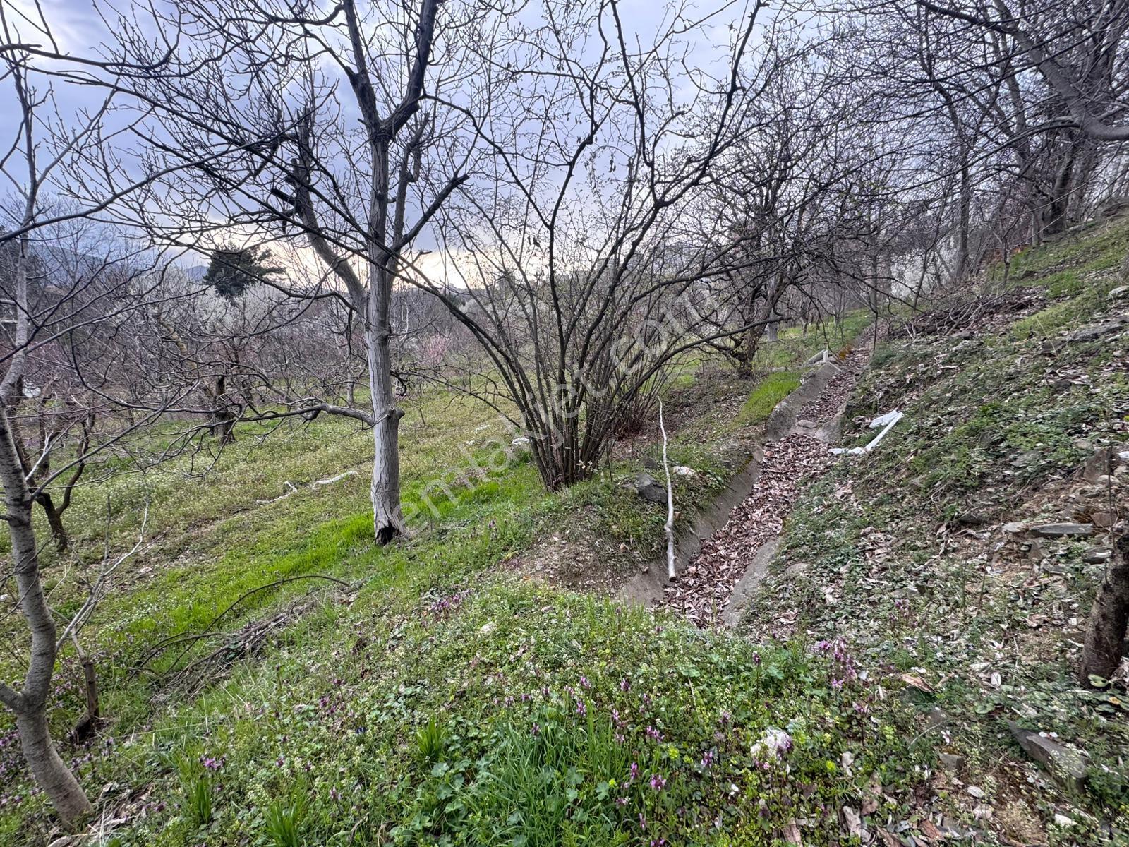Gezirlikte Tam Verimli Çağında 5 Dönüm Kiralık Arazi - Görsel 6