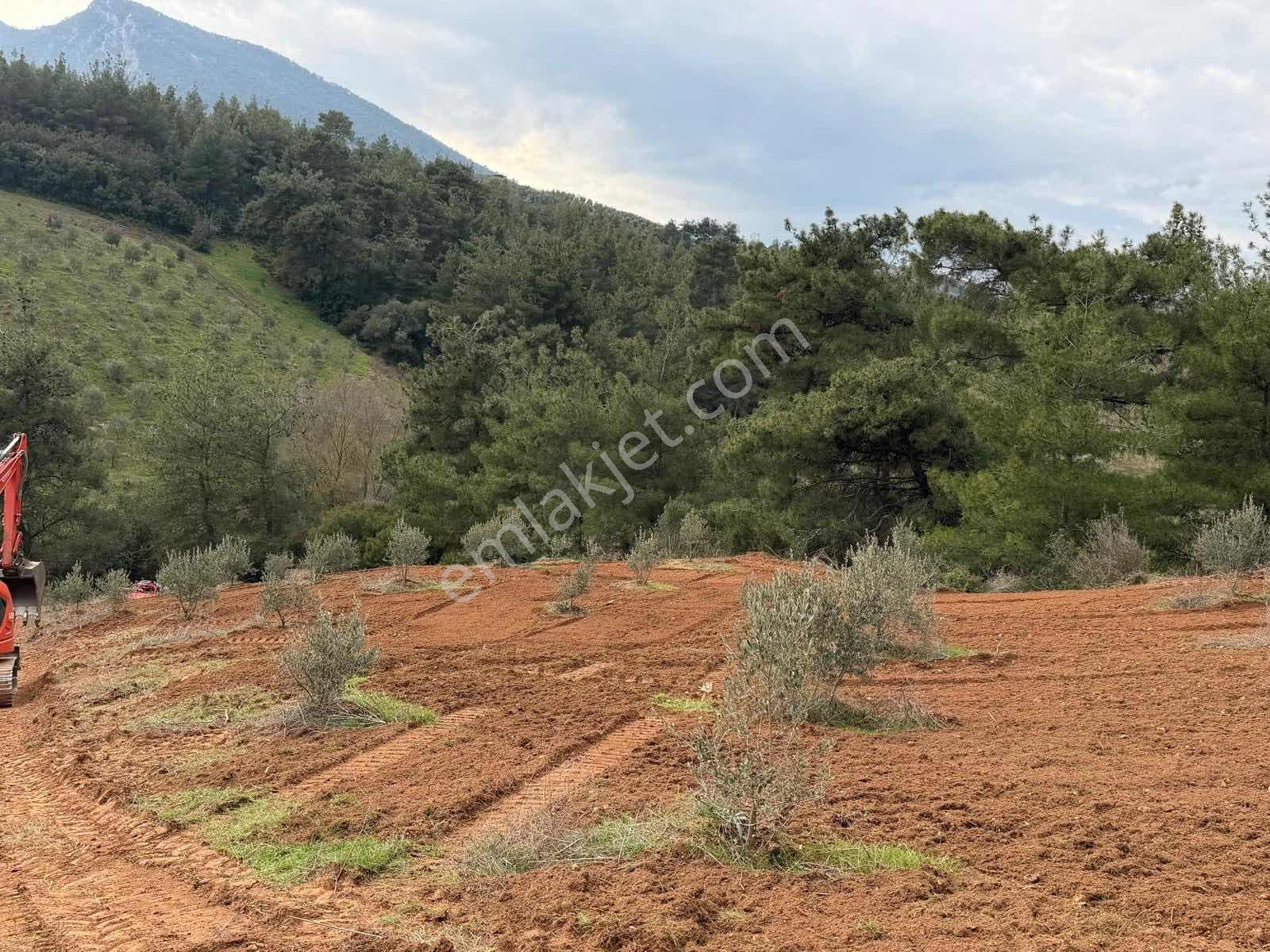 Salihli Caferbey De 13 Dönüm Zeytinlik - Görsel 15