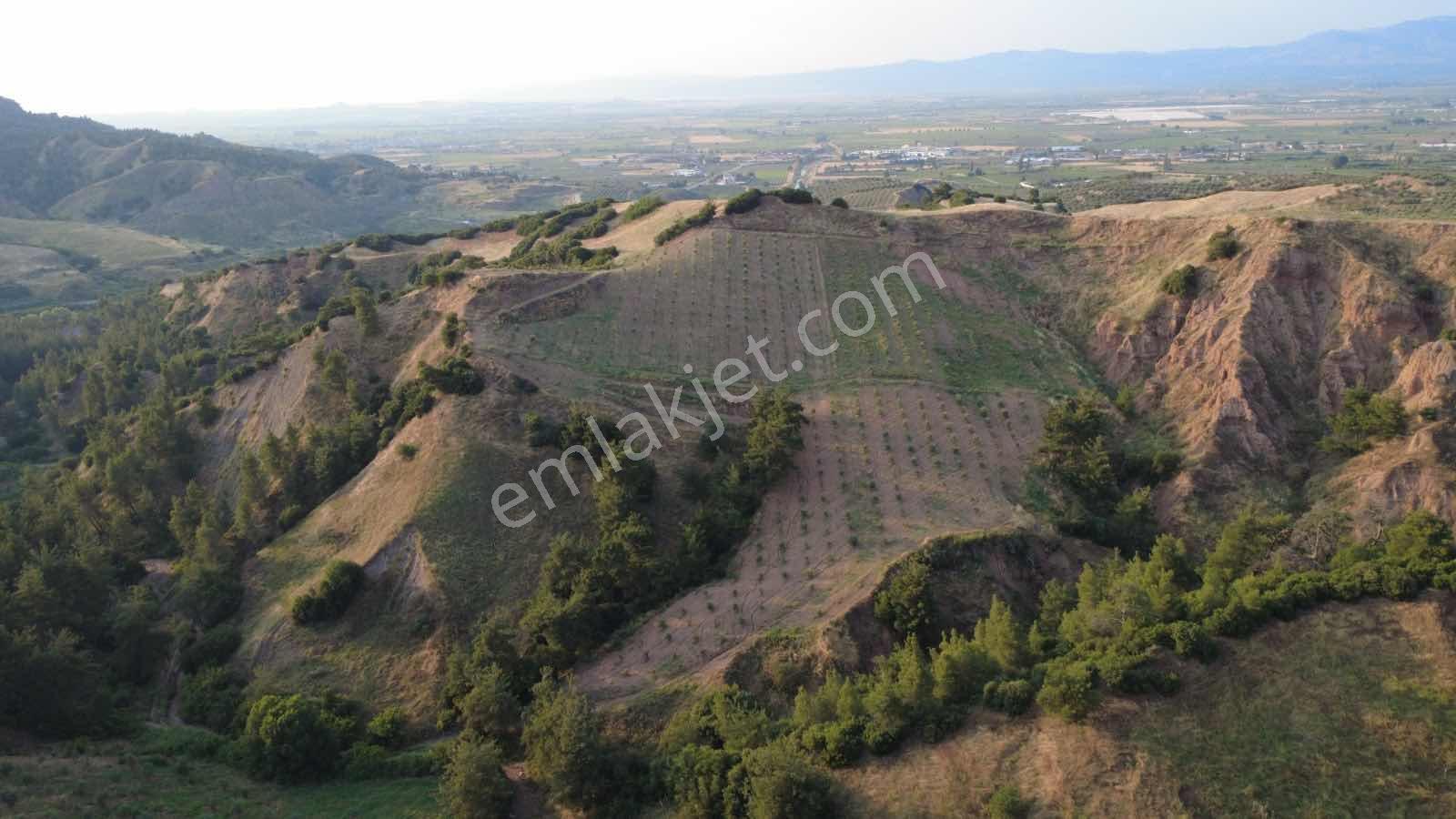 Salihli Caferbey De 13 Dönüm Zeytinlik - Görsel 2