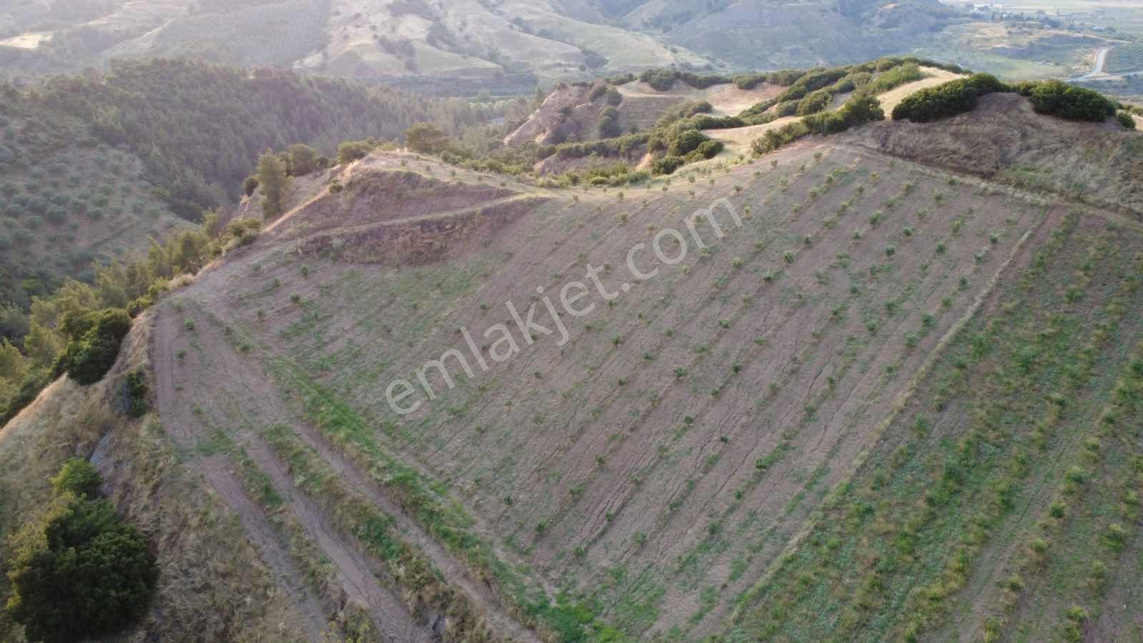 Salihli Caferbey De 13 Dönüm Zeytinlik - Görsel 16