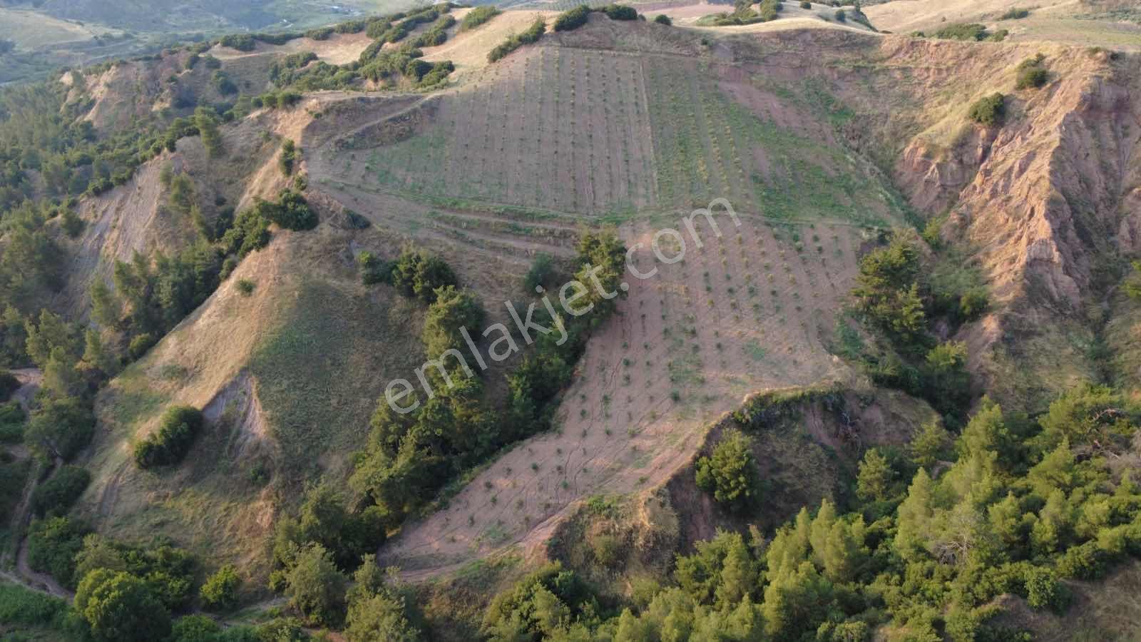 Salihli Caferbey De 13 Dönüm Zeytinlik - Görsel 4