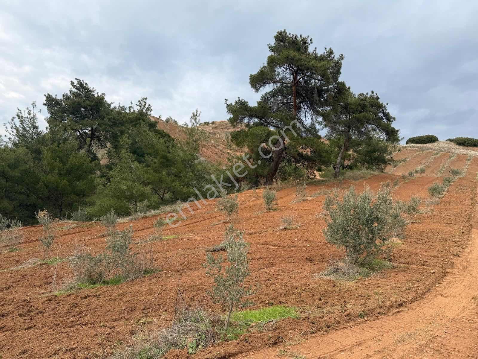 Salihli Caferbey De 13 Dönüm Zeytinlik - Görsel 11
