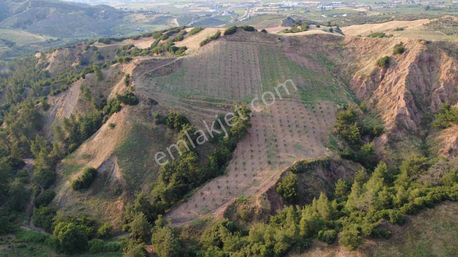 Salihli Caferbey De 13 Dönüm Zeytinlik - Görsel 3