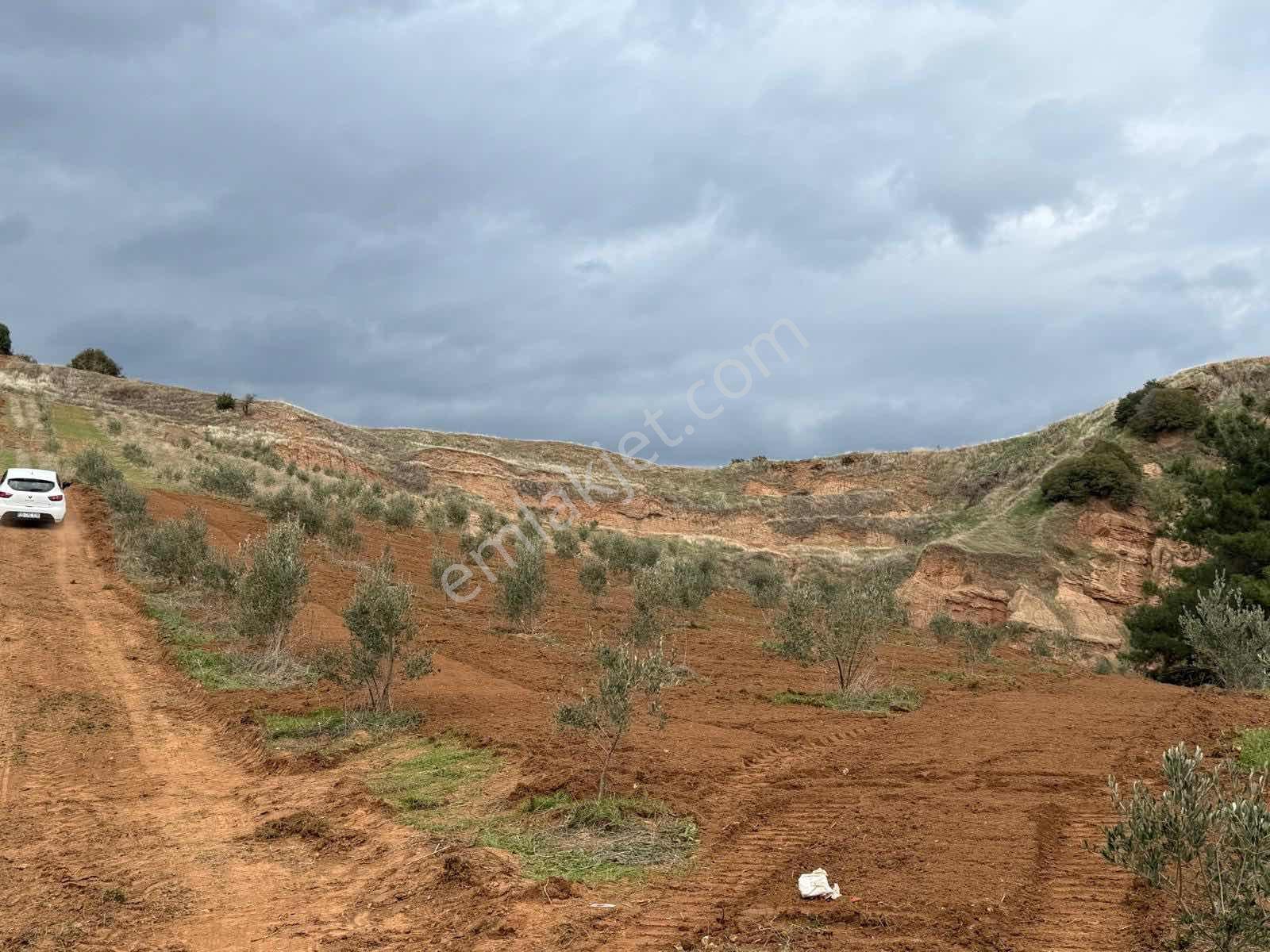 Salihli Caferbey De 13 Dönüm Zeytinlik - Görsel 13