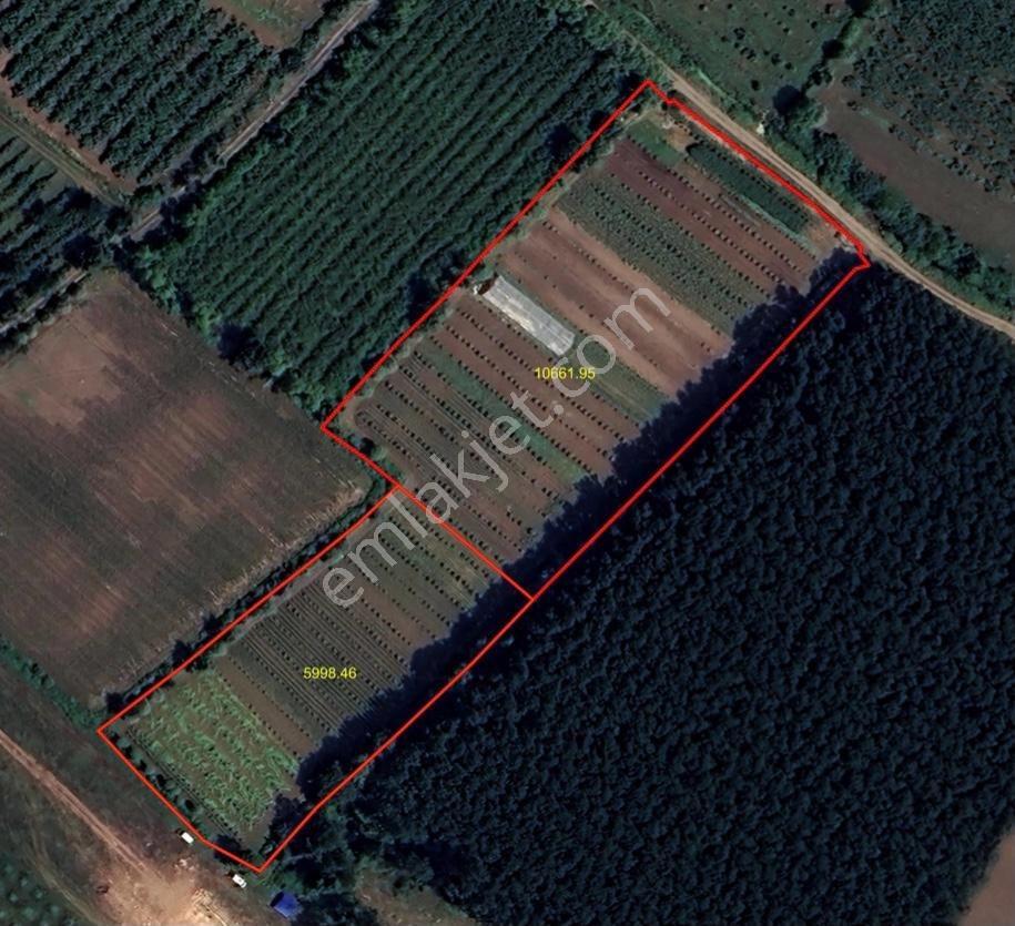 Truva/nazım'dan Çarşamba Yenikaracalı Satılık 16660m2 Tarla - Görsel 9