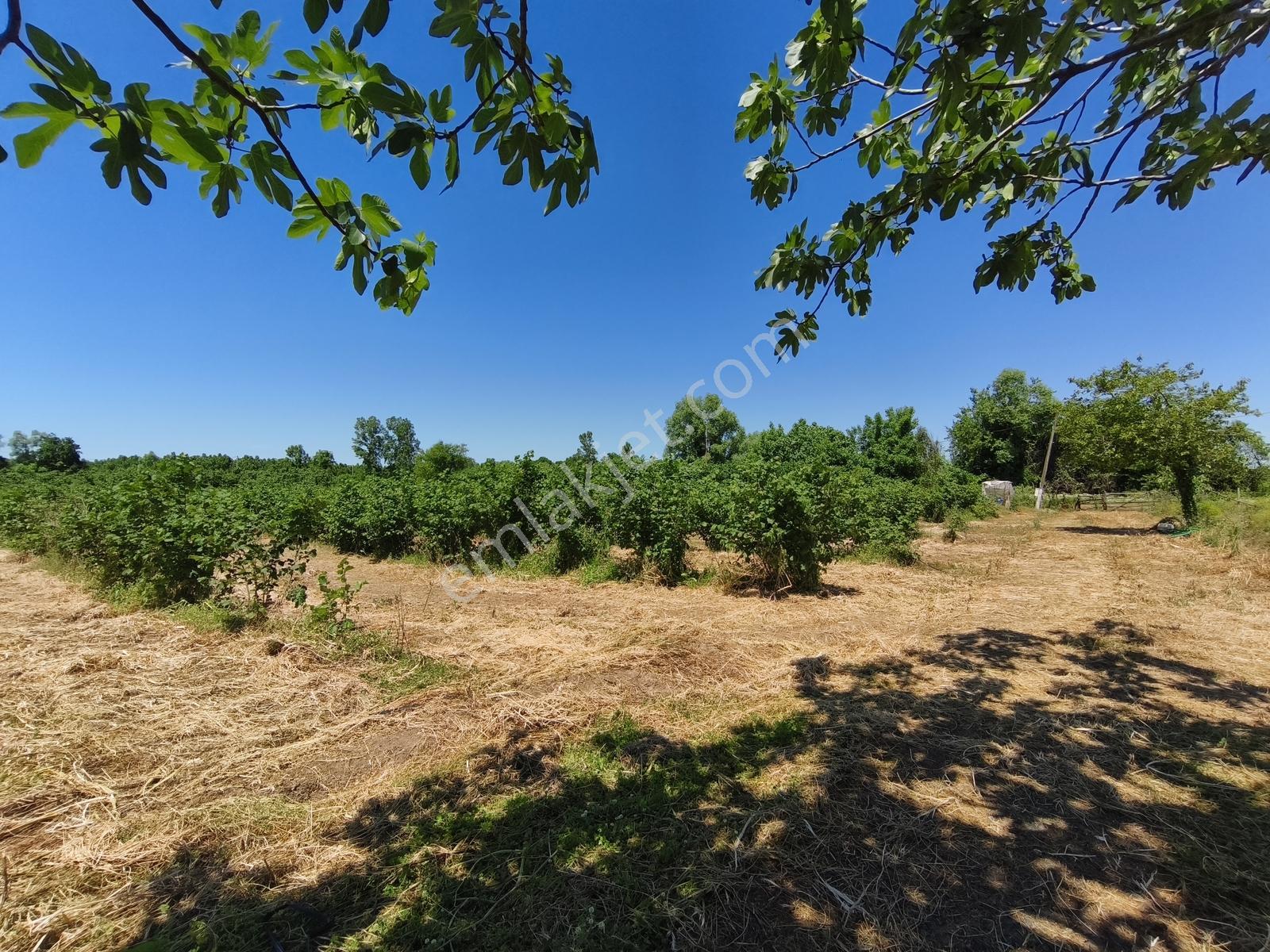 Truva/nazım'dan Çarşamba Yenikaracalı Satılık 16660m2 Tarla - Görsel 10
