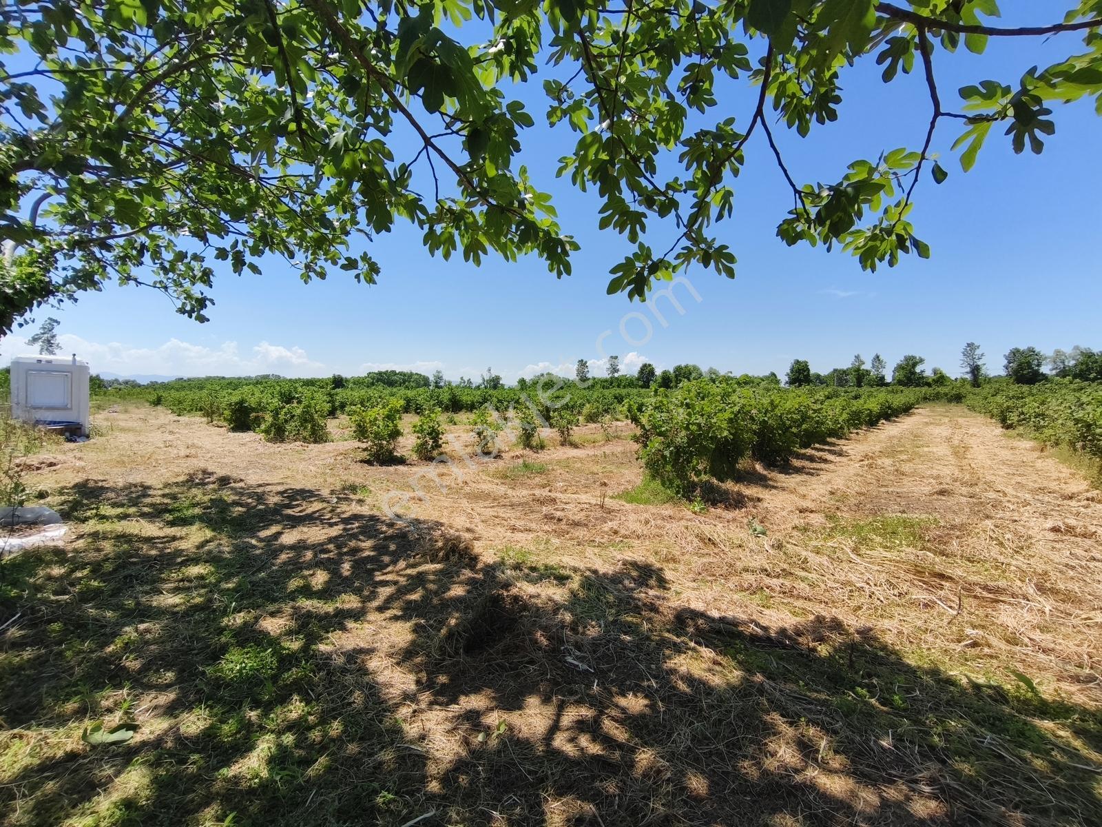 Truva/nazım'dan Çarşamba Yenikaracalı Satılık 16660m2 Tarla - Görsel 2