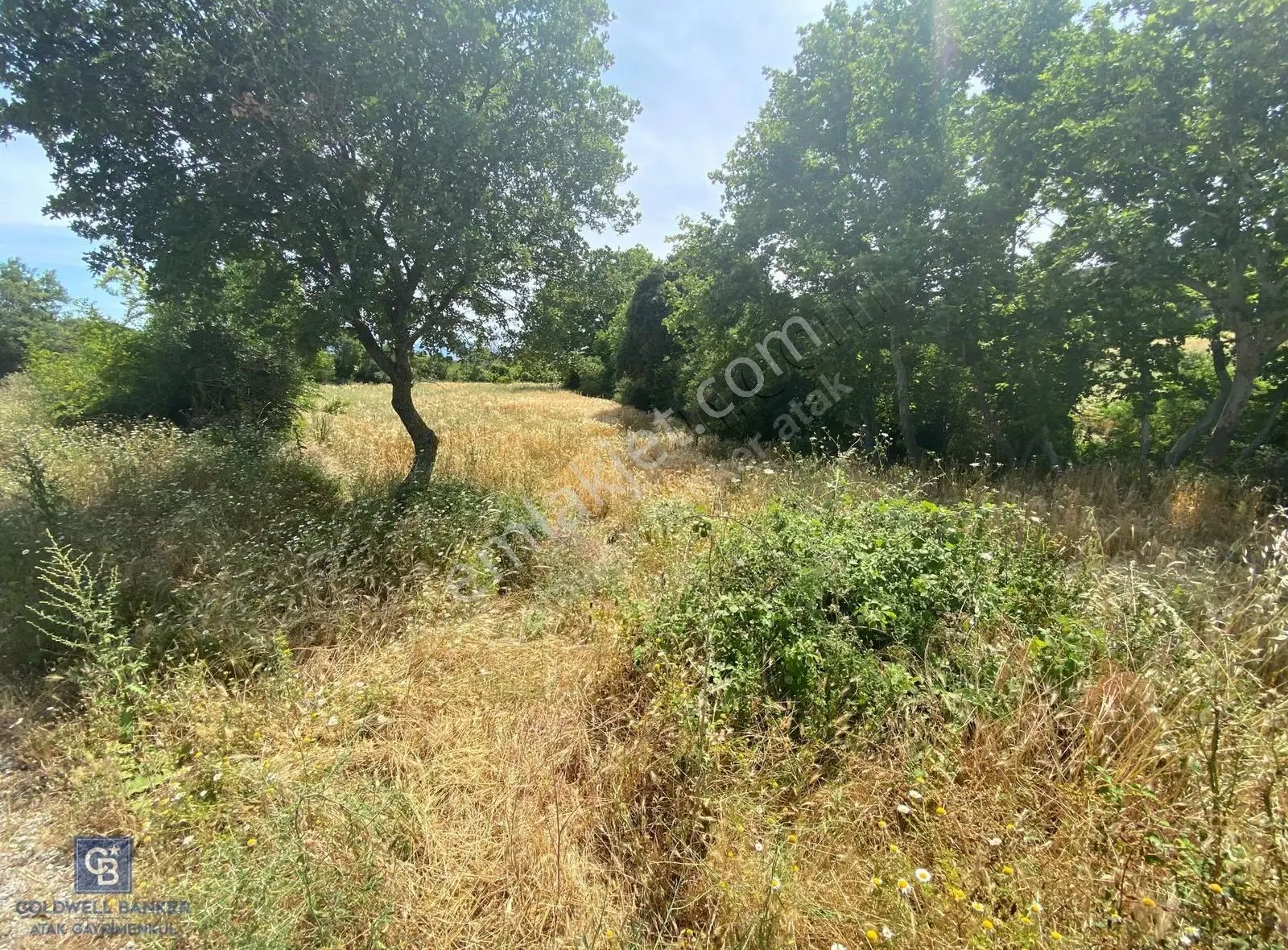 Çanakkale, Bayramiç, Çatalçam Kadastral Yola Cephe Tarla - Görsel 3
