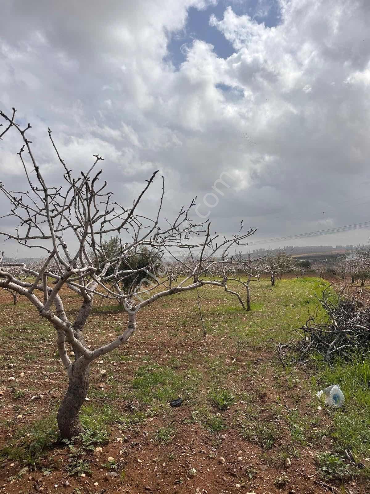 Günışığın'da Yola Yakın Verimli Fıstık Ve Zeytin Bahçesi Fırsatı - Görsel 13