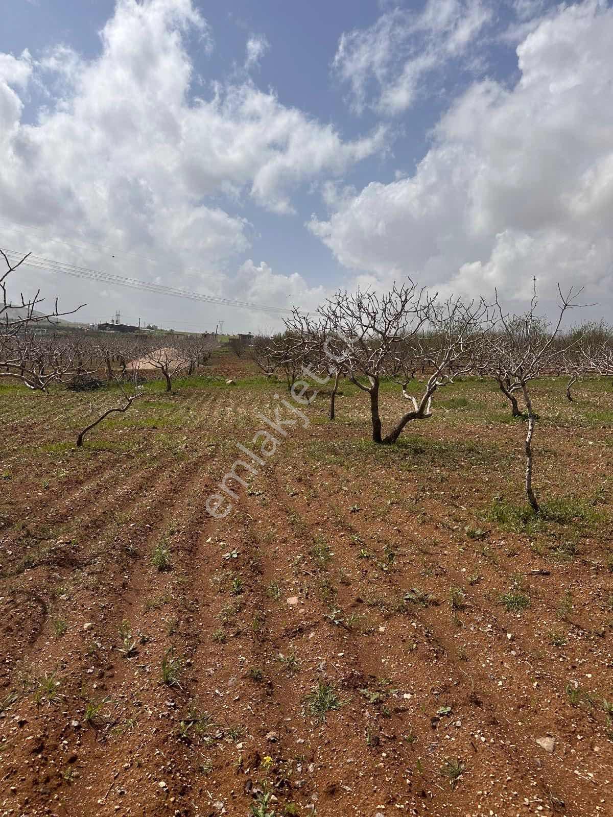 Günışığın'da Yola Yakın Verimli Fıstık Ve Zeytin Bahçesi Fırsatı - Görsel 12