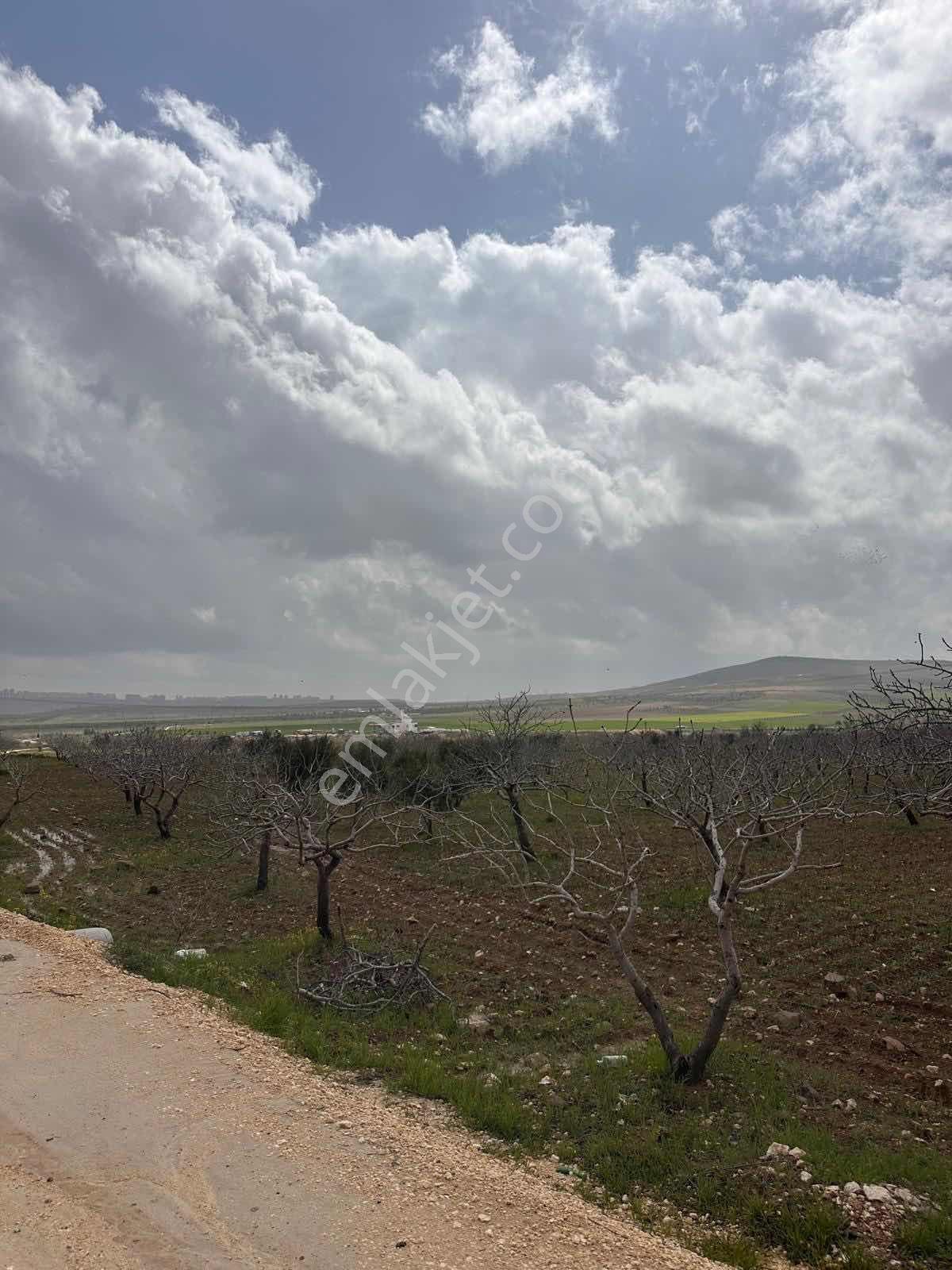 Günışığın'da Yola Yakın Verimli Fıstık Ve Zeytin Bahçesi Fırsatı - Görsel 10
