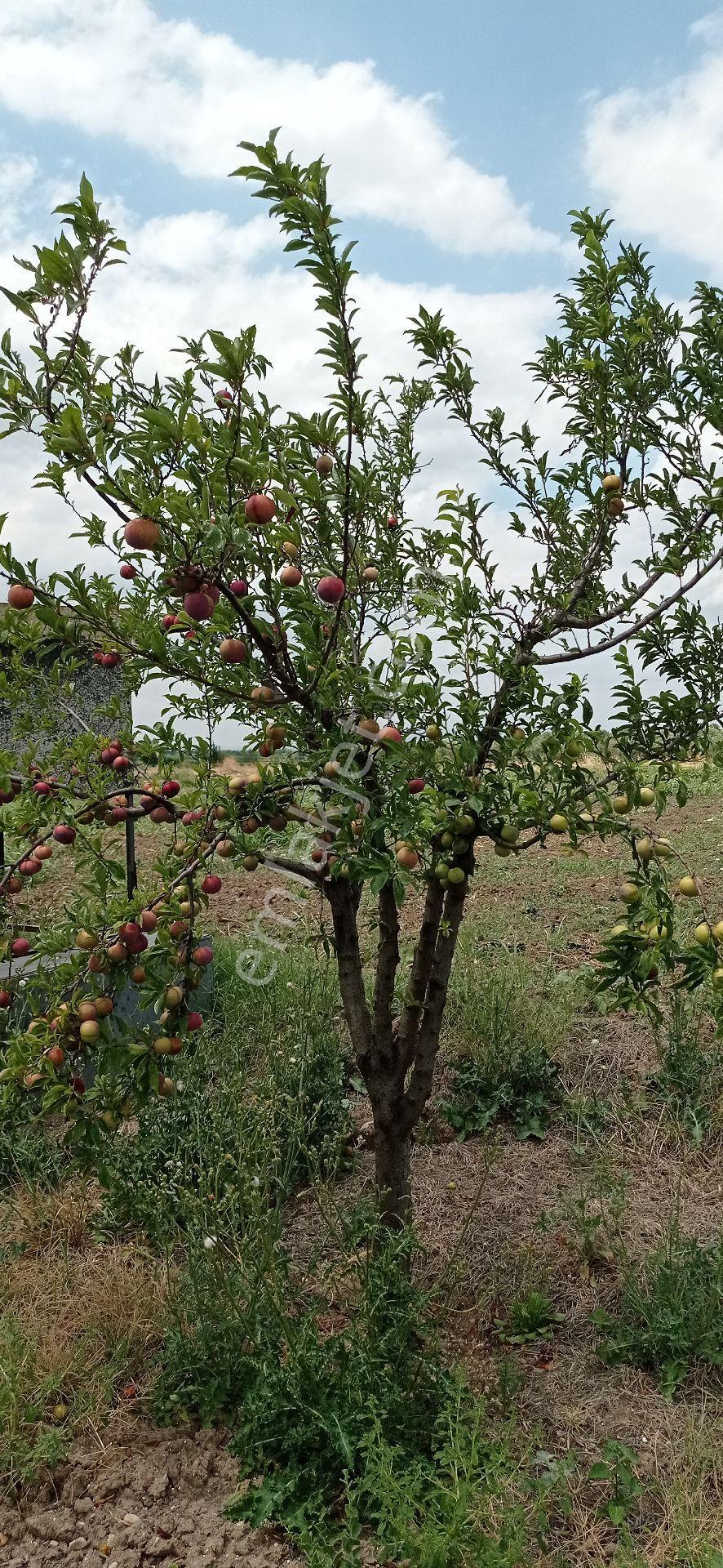 Mütevelli Mah Satılık Üzüm Bağı - Görsel 18