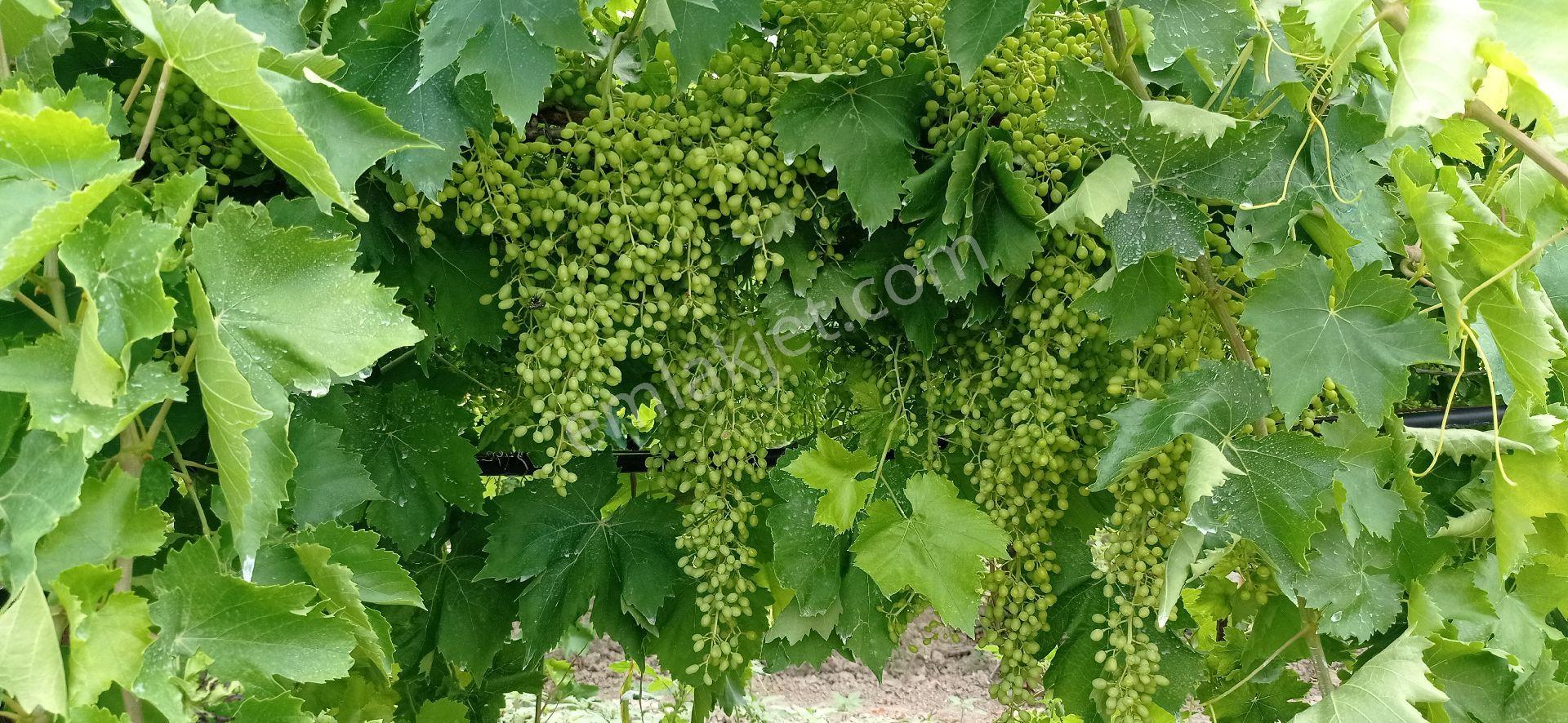 Mütevelli Mah Satılık Üzüm Bağı - Görsel 19