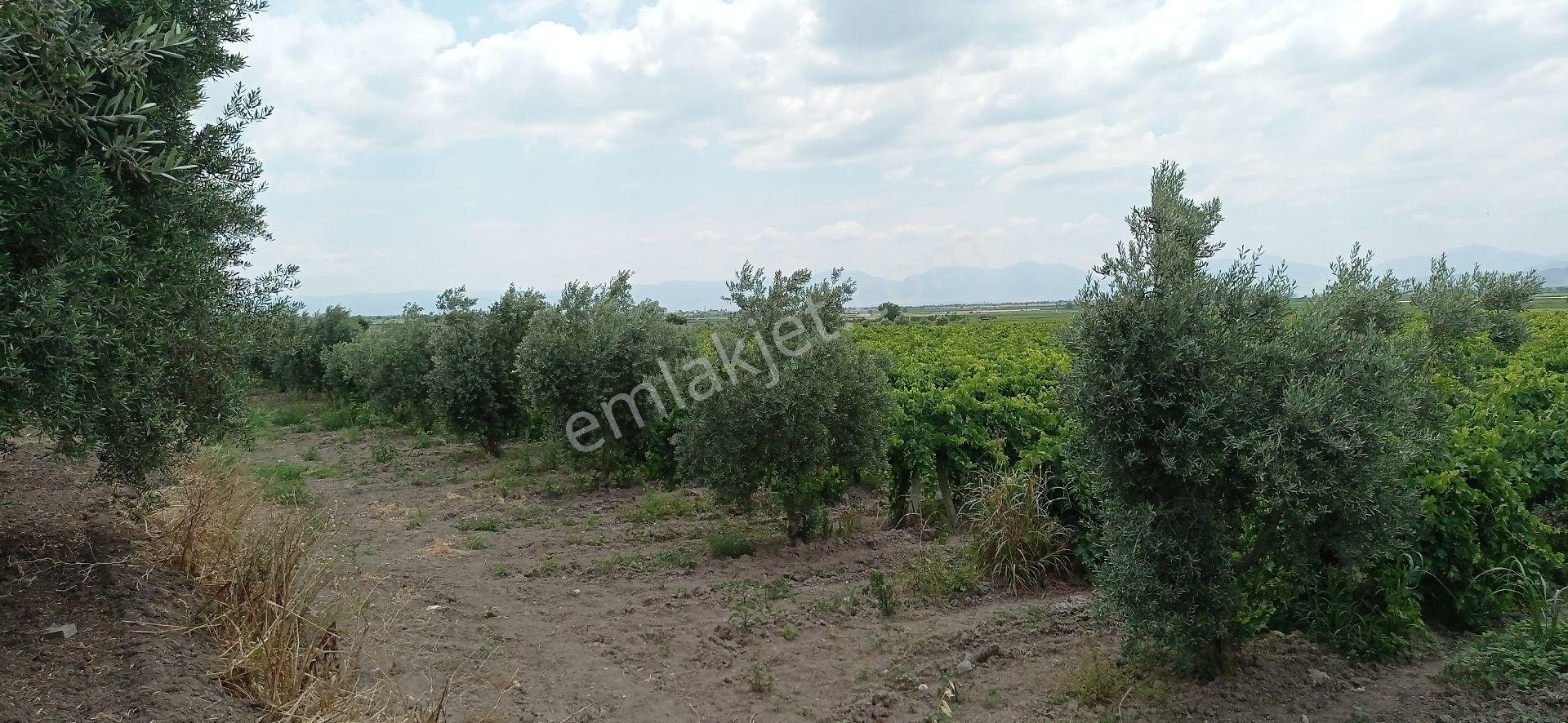 Mütevelli Mah Satılık Üzüm Bağı - Görsel 22