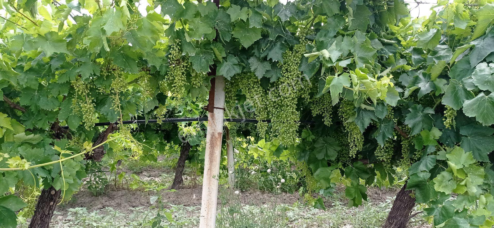 Mütevelli Mah Satılık Üzüm Bağı - Görsel 20
