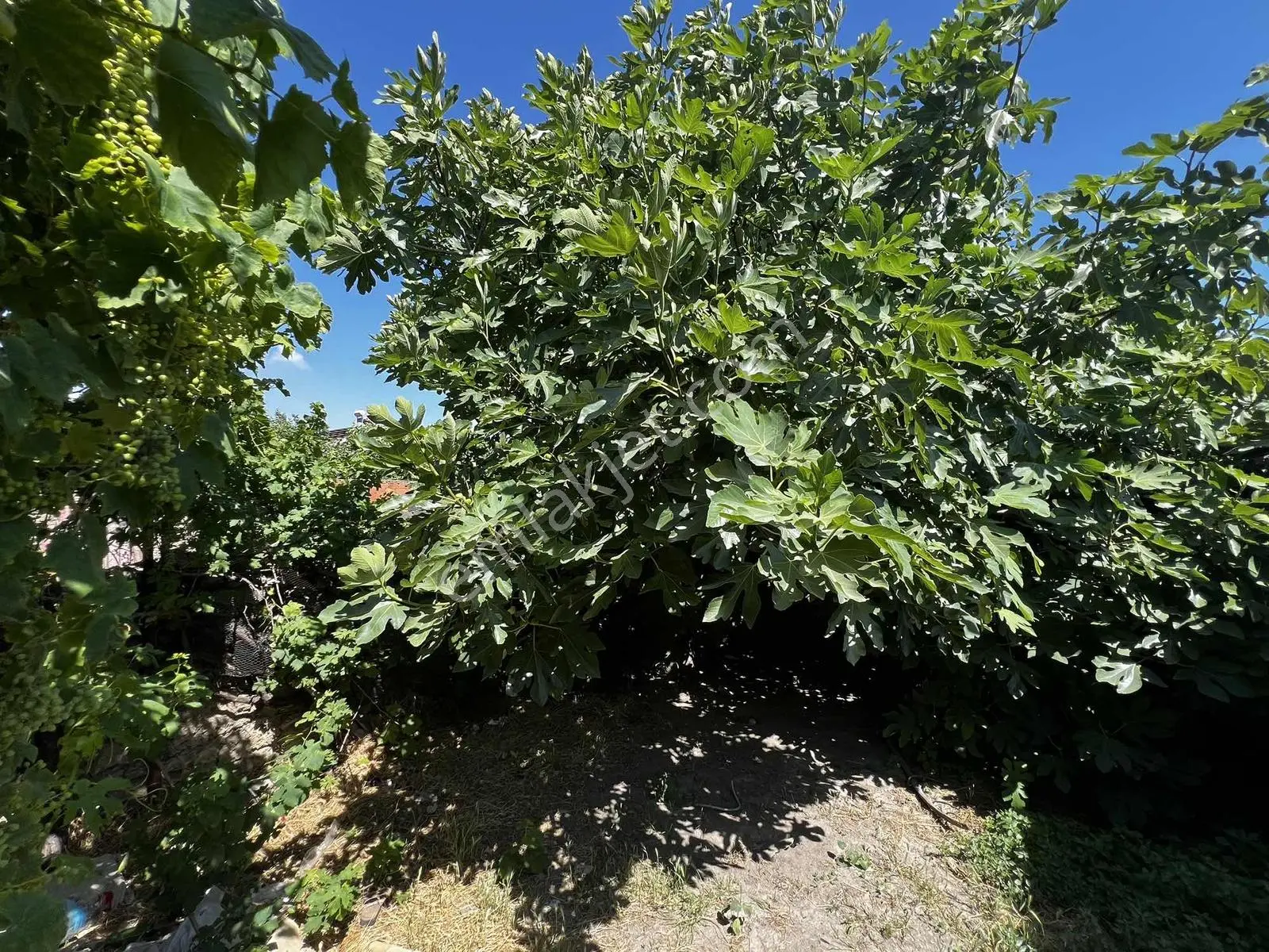 Kuşadası Yolu Üzerinde Müstakıl Köy Evi - Görsel 7