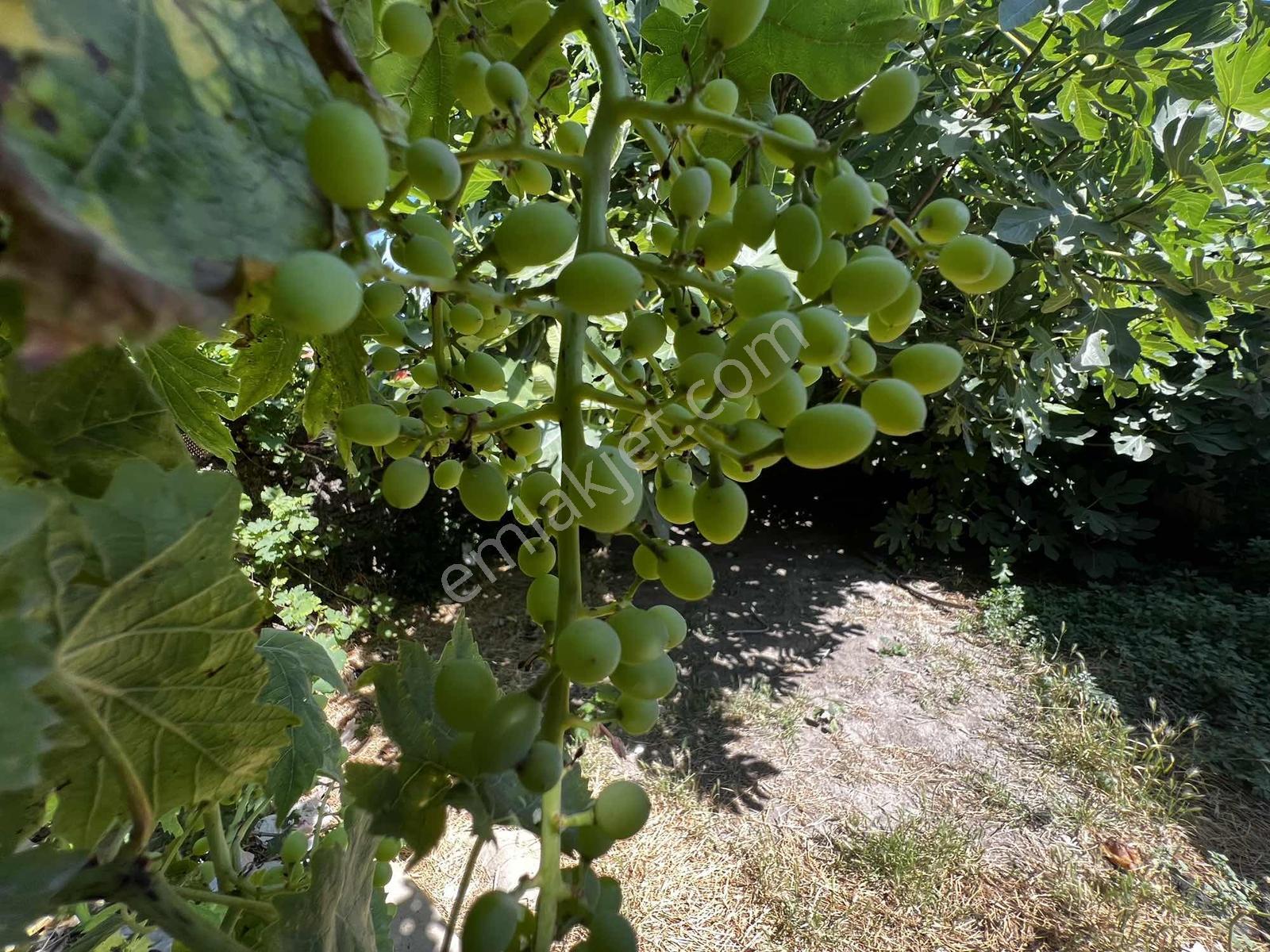 Kuşadası Yolu Üzerinde Müstakıl Köy Evi - Görsel 13