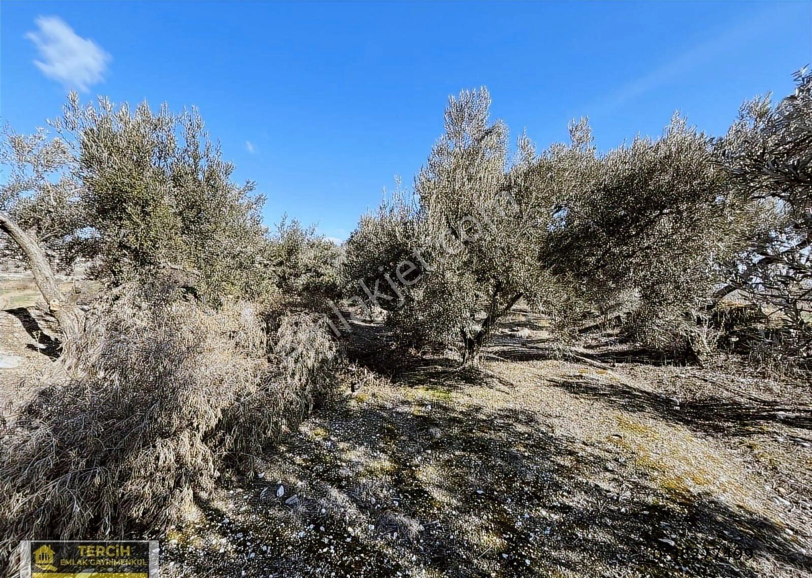 Sarayköy Tepeköy'de Kanaldan Sulamalı Muhteşem Zeytinlik 1400m² - Görsel 9