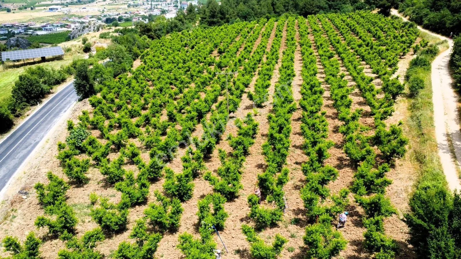 Akçapınar Köyünde 9 Dönüm 600 Verimli Şeftali Ağacı Bulunantarla - Görsel 13