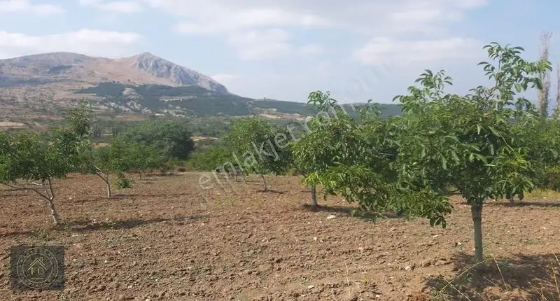 Bilecik Gölpazarında Kadastrol Yol Cepheli 3 Dönüm Arazi - Görsel 2