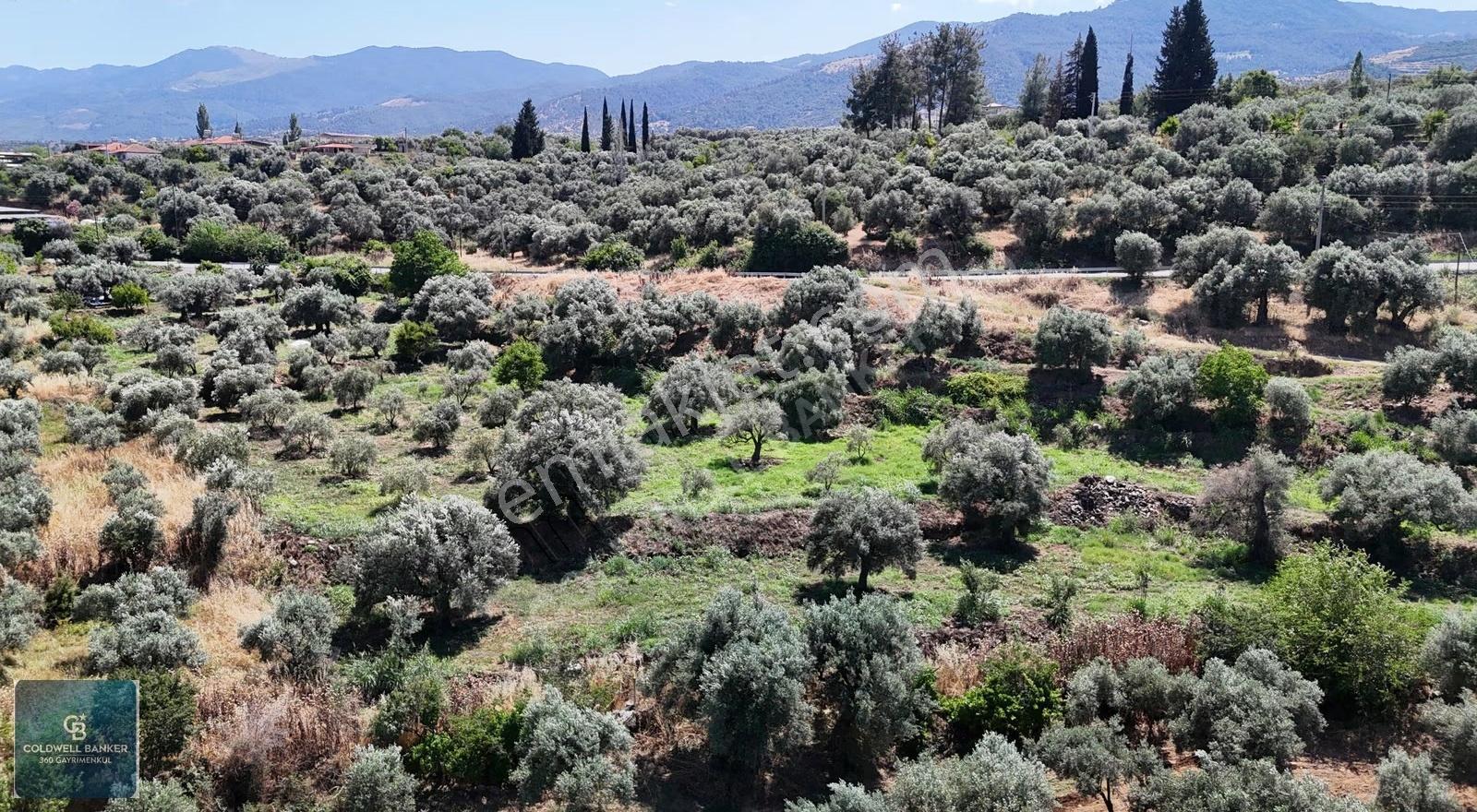 Karacasu Yenice Mahallesinde 6.770 M2 Satılık Arsa - Görsel 21