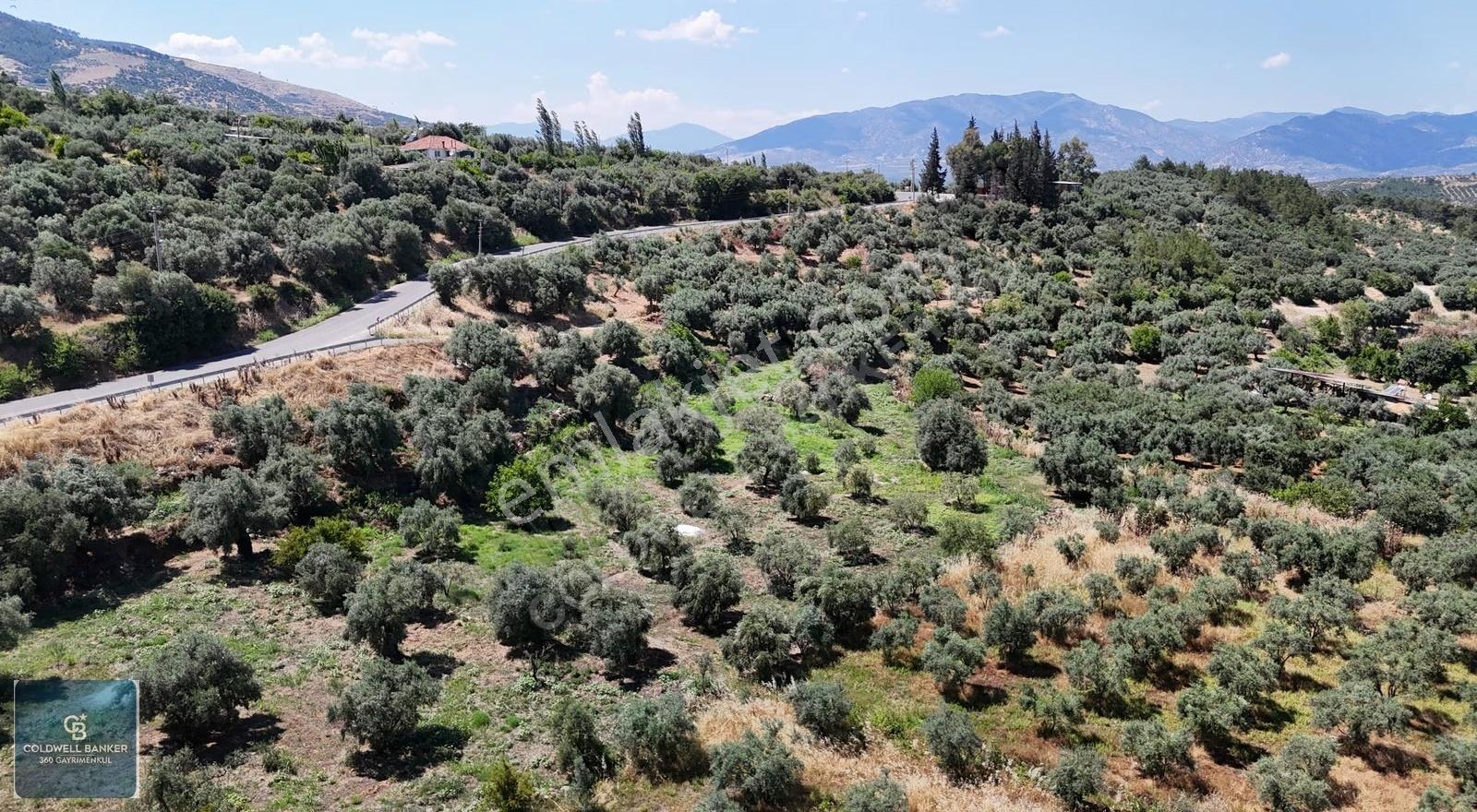 Karacasu Yenice Mahallesinde 6.770 M2 Satılık Arsa - Görsel 22
