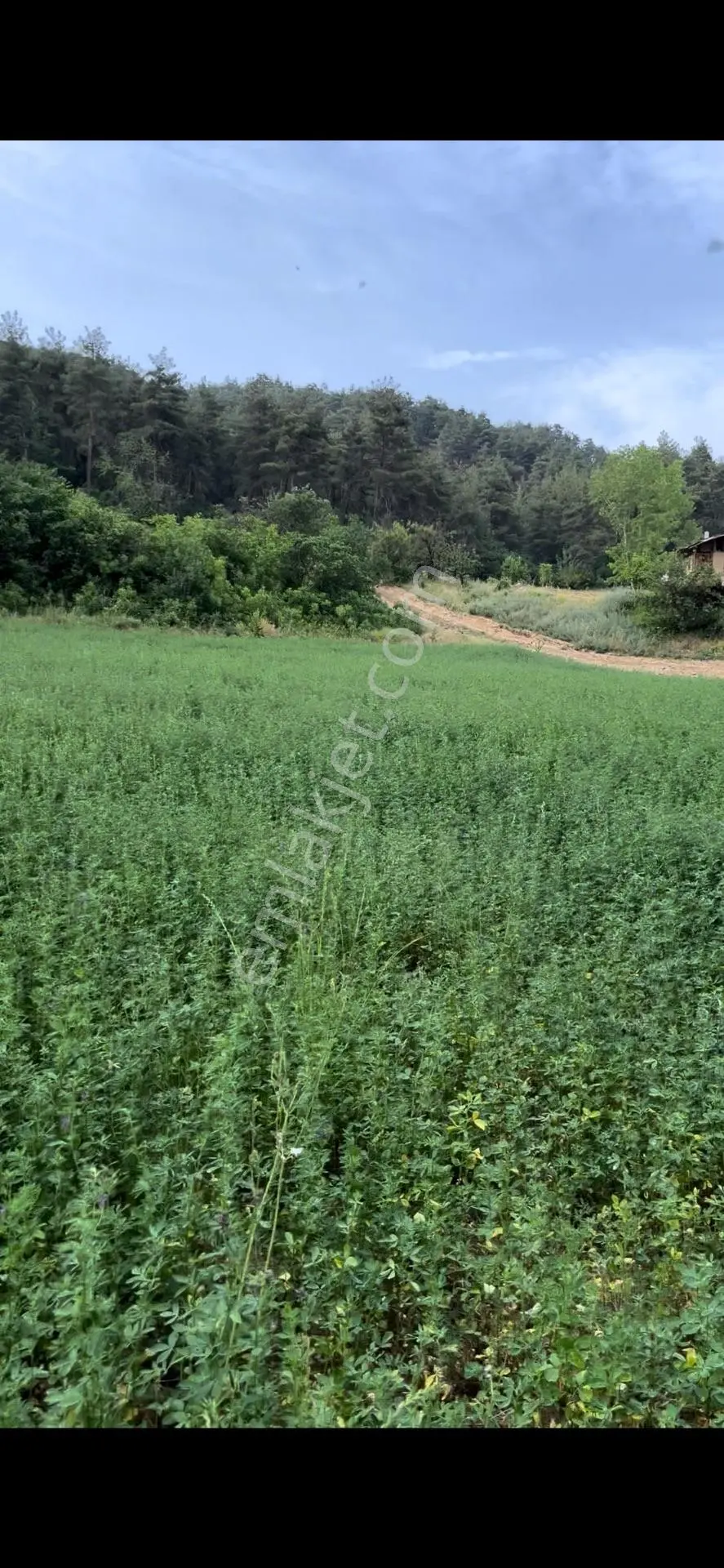 Sahibinden Sakarya Taraklı Merkeze Yakın Akarsuya Cephe Doğa Harıkası Yerim Satılıktır - Görsel 3