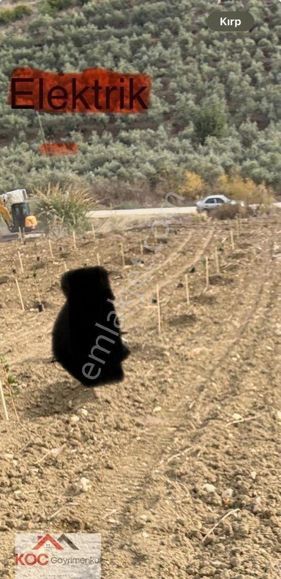 Koç'tan Tarsus Çakırlı'da Satılık Meyve Bahçesi Koyak Mevkii - Görsel 5