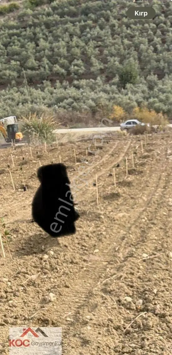 Koç'tan Tarsus Çakırlı'da Satılık Meyve Bahçesi Koyak Mevkii - Görsel 2