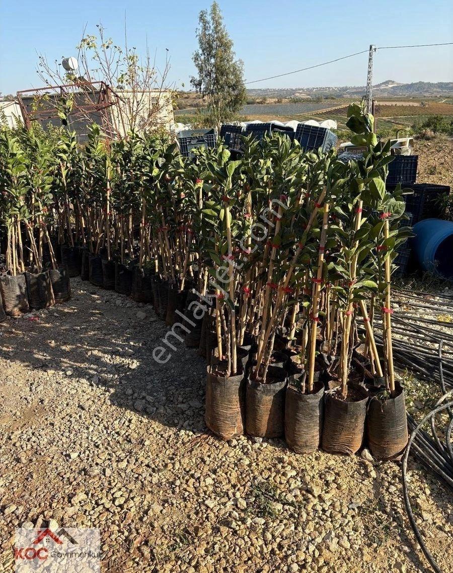 Koç'tan Tarsus Çakırlı'da Satılık Meyve Bahçesi Koyak Mevkii - Görsel 4