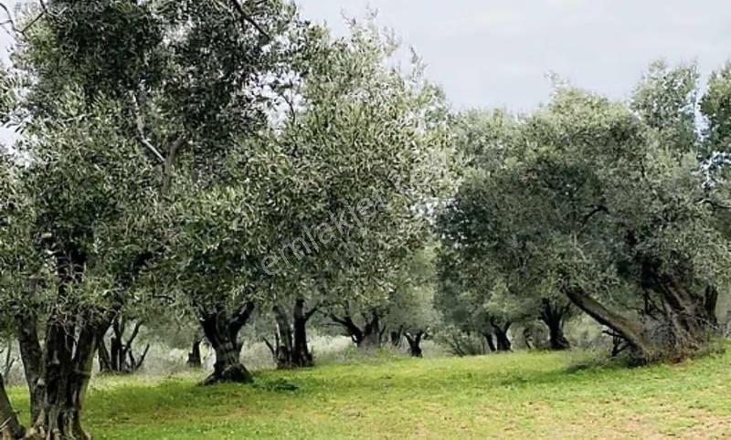 Karacabey Doğla Köyde Dokuz 55 Metre² Satılık Zeytinlik - Görsel 9