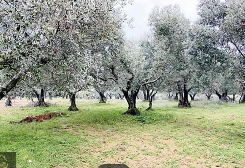 Karacabey Doğla Köyde Dokuz 55 Metre² Satılık Zeytinlik - Görsel 13