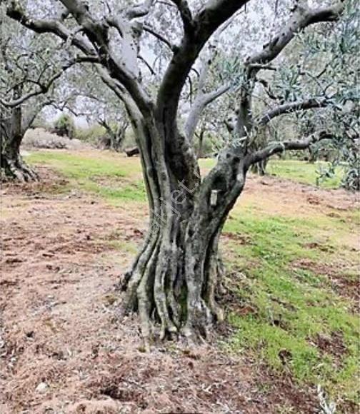 Karacabey Doğla Köyde Dokuz 55 Metre² Satılık Zeytinlik - Görsel 15
